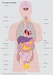 Experimento | 4+: Unsere Organe – Unterrichtsmaterial in den Fächern ...