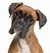 No. 8: Boxer - 2014's Most popular dog breeds in the U.S. - Pictures ...