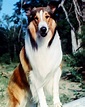 Lassie | Puppy Love: The 25 Greatest Dogs in Movies and TV | Purple Clover