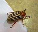 ten striped june beetle by Distraughtamus on DeviantArt