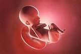 Desenvolvimento do bebê - 24 semanas de gestação - Tua Saúde