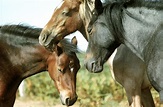 15 Interesting Horse Facts