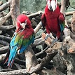 深圳野生動物園 - 旅遊景點評論 - Tripadvisor