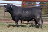 Lot 13 - Purebred Angus Bull | Cattle In Motion | Cattle Auctions ...