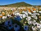 Wild Flower Fields In Western Cape - The Travelling Pinoys