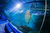 Ocean Exhibit | Underwater Tunnel | Blue Planet Aquarium