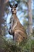 File:Eastern grey kangaroo dec07 02.jpg - Wikipedia