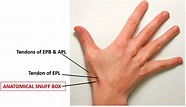 Your hand has a built in snuff box | The Fact Base
