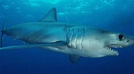 Tiburón mako hace viaje de 5,000 millas al sur de la Florida en tiempo ...