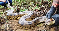 EN VIDEO: Una anaconda de 4,5 metros regresa a su hábitat Amazonas ...