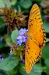 Butterfly Photograph by Warren Brown - Fine Art America