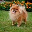 RAZAS DE PERRO: POMERANIA