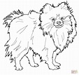 Pomeranian Puppy Coloring Pages at GetColorings.com | Free printable ...