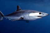 Tiburón mako - Características, hábitat, alimentación, reproducción y ...
