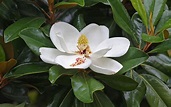 Magnolia Grandiflora – Millstone Garden Centre