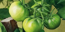 Pomodori verdi: come usarli per preparare ricette in tavola - Cose di Casa