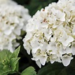 Hydrangea macrophylla 'Endless Summer The Bride' - buy plants at Coolplants