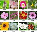 收藏 | 432种观花植物品种图鉴，看图就识花！~_花友