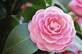 January Plant of the month - Camellia - Powerscourt Garden Pavilion