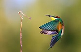 Fotografias aves: Hermosa imagen de pajarito colorido volando [13-10-16]