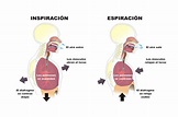 Procesos y tipos de respiración | La respiración y el aparato respiratorio