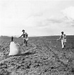 Os campos do Baixo Alentejo na década de 1950 revisitados - Agroportal