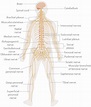 Nervous system - Wikipedia