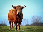 Aprende de toros - Web oficial de turismo de Andalucía