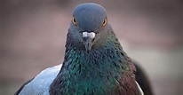 Pigeon - Incredible Facts, Pictures - A-Z Animals