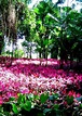Parque de la Exótica Flora Tropical, San Felipe, Edo. Yaracuy en ...