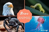 Reino ANIMAL: classificação, características e exemplos