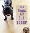 Will Cat Food Hurt Dogs If They Eat It