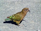 File:Kea (Nestor notabilis) -on ground-8.jpg - Wikipedia