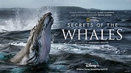Secrets Of The Whales Trailer Released – What's On Disney Plus