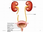 Unit 13 Genitourinary System