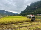 新主體 新方法 新農機——貴州秋糧豐收「密碼」一線觀察 - 新浪香港