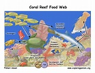 coral reef food chain facts - Danae Fuentes