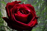 File:Red Rose.jpg