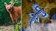 Six of The Earth’s Most Beautiful and Unique Animals – Pyradyne