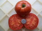 Heirloom Tomato BONNIE BEST aka John Baer 85 day RED | Etsy