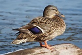 Top Domestic Duck Breeds You Should Know | Pets Nurturing