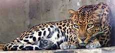 Indochinese leopard (Panthera pardus delacouri) Panthera Pardus, Myers ...