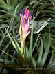 Photo of the bloom of Carnations of the Air (Tillandsia aeranthos ...
