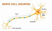 Science Snippet: Get to Know Your Nerve Cells! – Biomedical Beat Blog ...