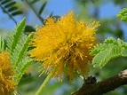 Acacia farnesiana (Sweet Acacia2) - Richard Lyons Nursery, Inc.