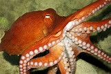 10 Fascinating Octopus Facts