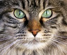 Can your cat's eyes change color? | Long Valley, NJ Patch