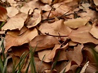 Dead Leaves by sk1skar on DeviantArt