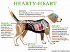 Heart Supplements for Dogs | Hearty-Heart | NHV Natural Pet Products