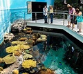 Cómo visitar y qué ver en el Oceanario (Lisboa); horario, precios